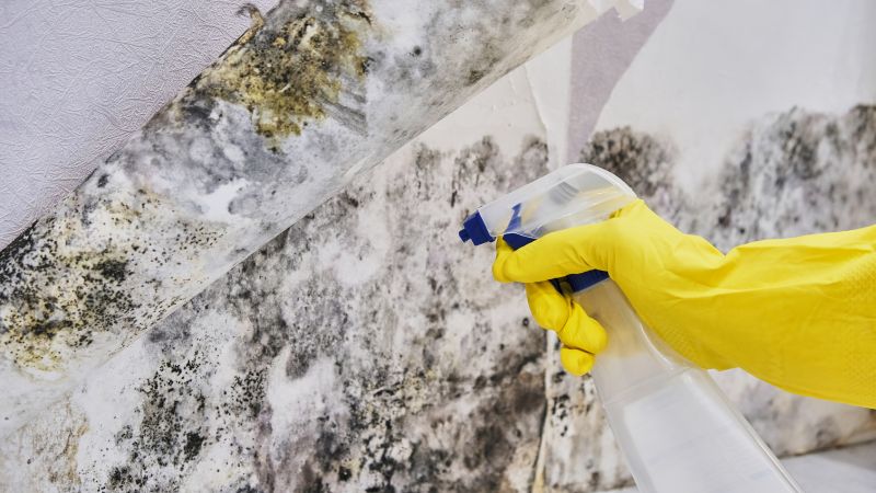 Black Mold Removal in Delray Beach, FL