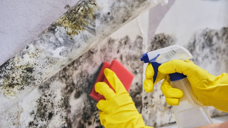 Mold Abatement Service in West Palm Beach, FL
