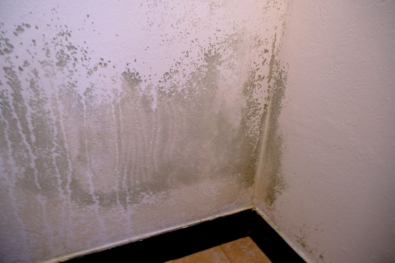 Mold Abatement Service in West Palm Beach, FL