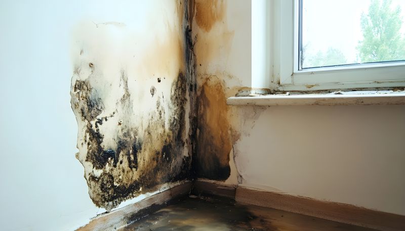 Mold Mitigation Service in Essex County, NJ