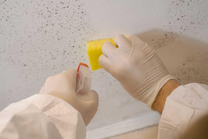 Mold Remediation Service in Frisco, TX