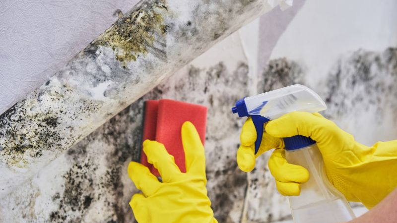 Mold Treatment Service in Dallas, TX